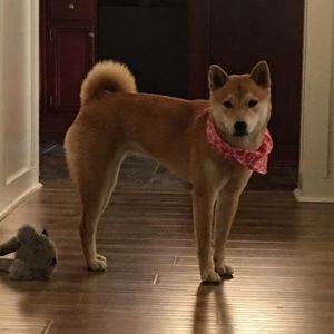 Meet your Posher, Phoebe